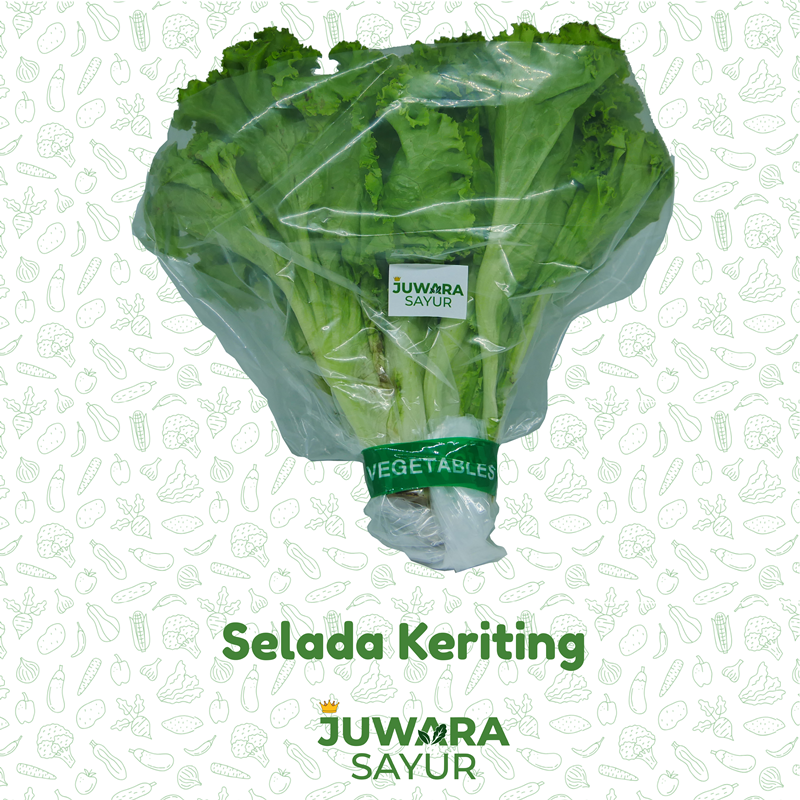 SELADA KERITING 1000 gr